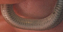underside of lined snake