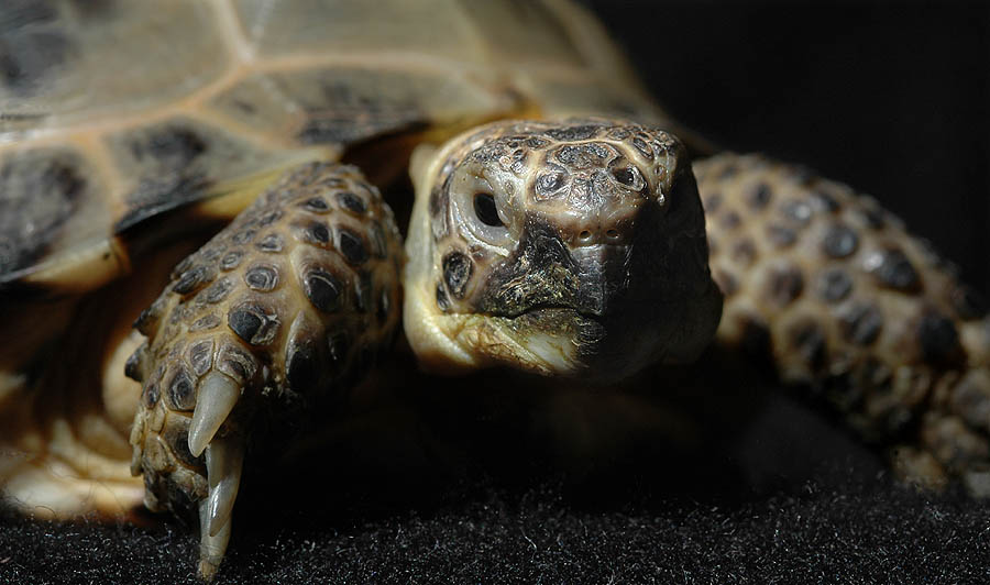 Captive bred Russian tortoise