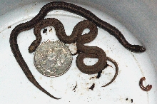 snake size