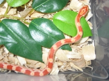 Female Amel Neonate