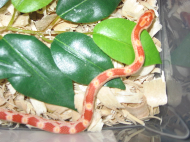 Female Amel Neonate