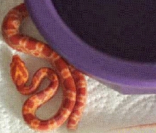 Cerise-'05 Female Sunglow