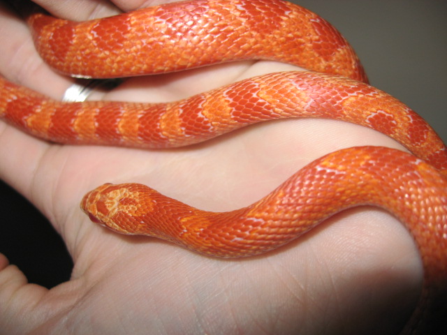 Fire Corn