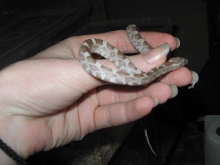 Ghost female