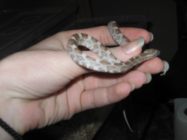 Ghost female