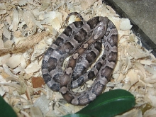 Ghost het Bloodred