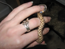 Female Het Amel 2