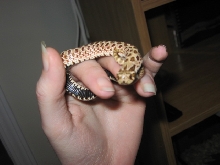 Female Het Amel