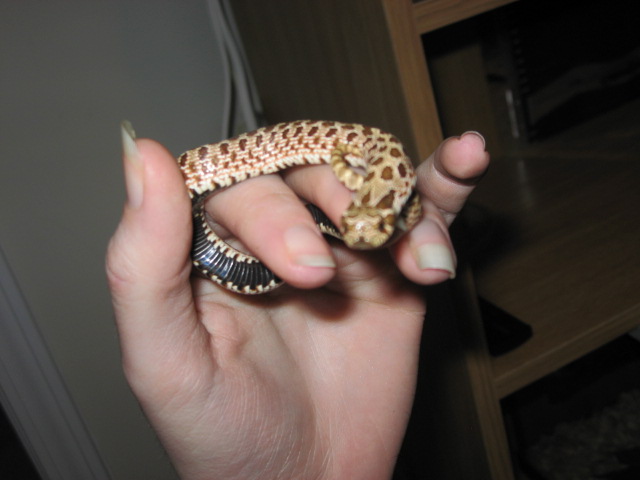 Female Het Amel