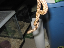Western Het Amel Pair