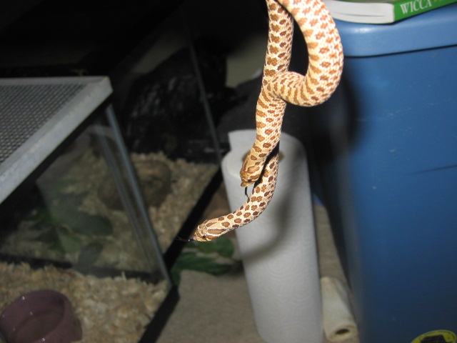 Western Het Amel Pair