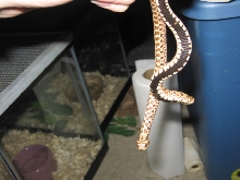 Western Het Amel Pair 2