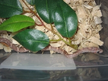 Lavender Female