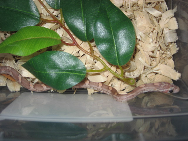 Lavender Female