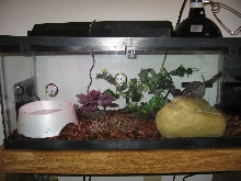 Twenty Long Set Up for My Rainbow Boa