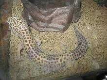 My female Leopard Gecko