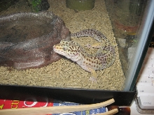 My female Leopard Gecko Again
