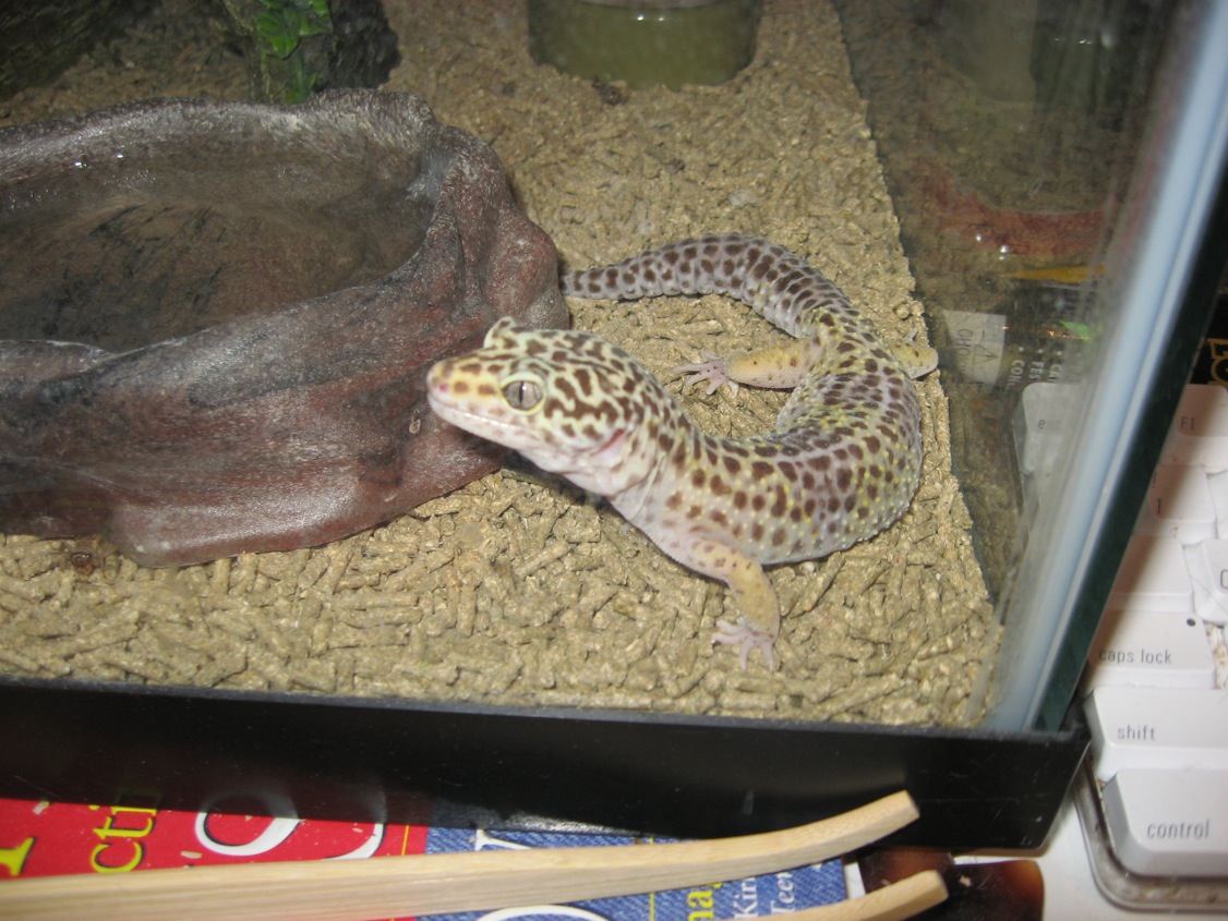My female Leopard Gecko Again