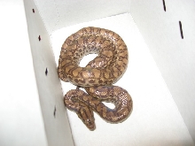My New Colombian Rainbow Boa