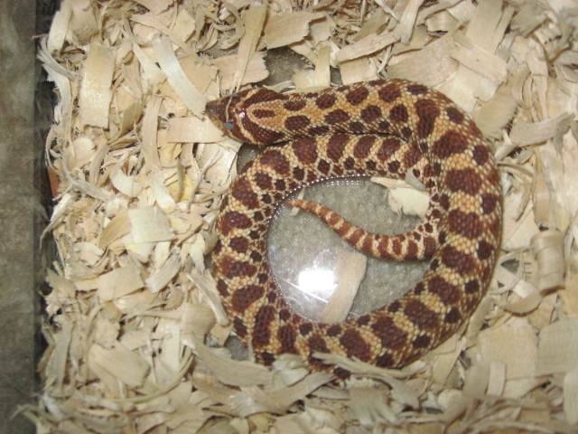 Female Red Western 2