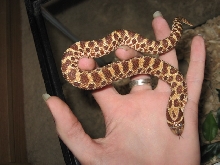 Female Red Western