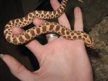 Female Red Western 3