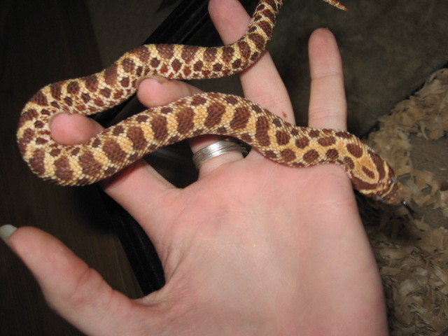 Female Red Western 3