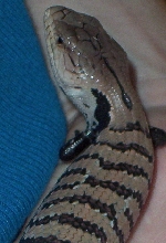 Blue Tongue Skink2