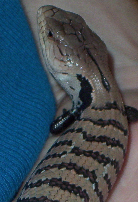 Blue Tongue Skink2