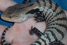 Blue Tongue Skink