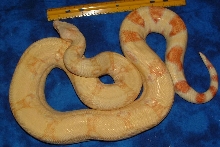 05 Albino het Stripe female