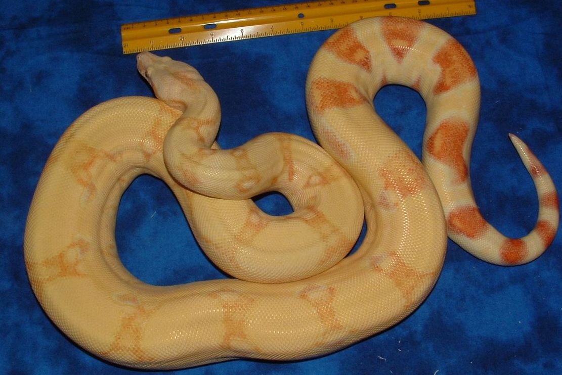 05 Albino het Stripe female