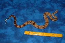 05 male het Stripe poss het Albino 1