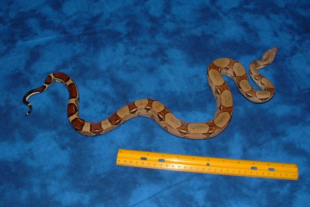 05 male het Stripe poss het Albino 1