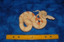 05 Albino poss het stripe male