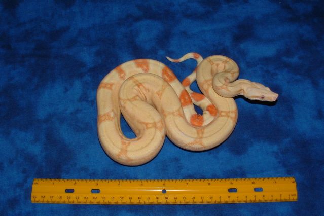 05 Albino poss het stripe male