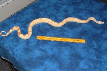 05 Albino poss het stripe male pic 2