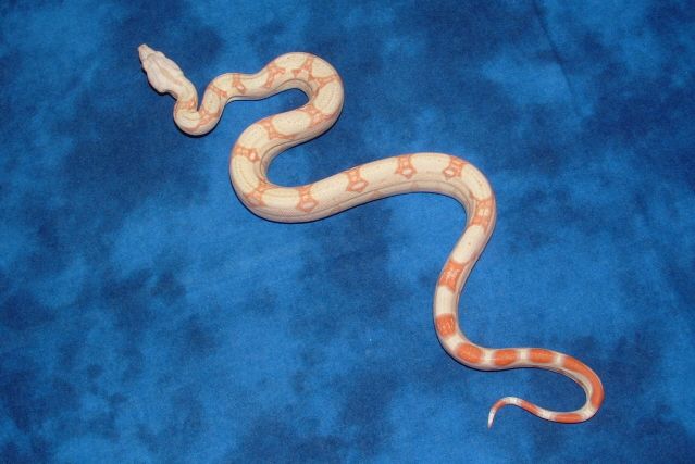 06 Albino het Stripe 2