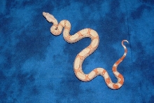 06 Albino het Stripe 1