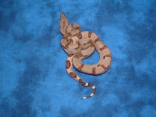 hypo het Albino female 1