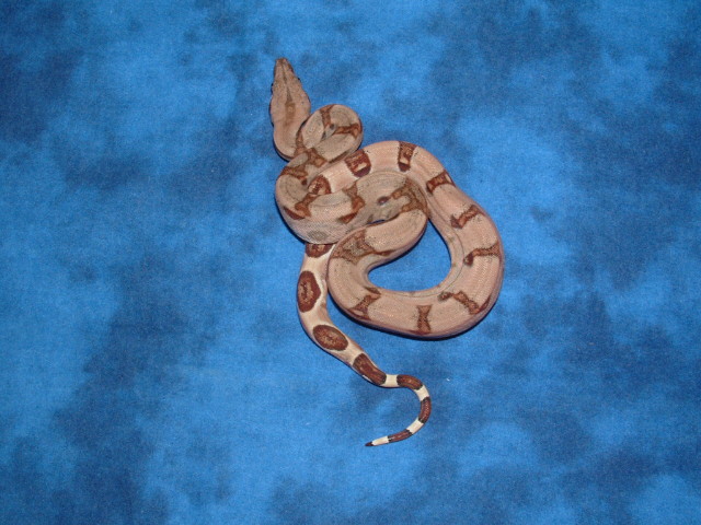 hypo het Albino female 1