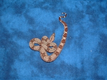 hypo het albino female 2
