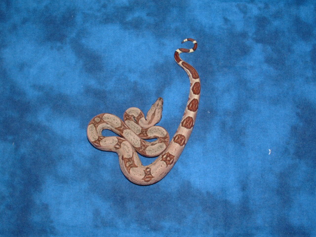 hypo het albino female 2