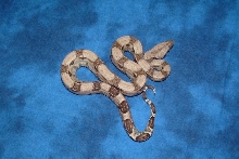 06 female het Anery poss het Albino 1
