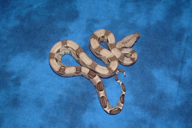 06 female het Anery poss het Albino 1