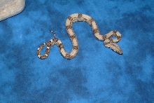 06 female het Anery poss het Albino 2