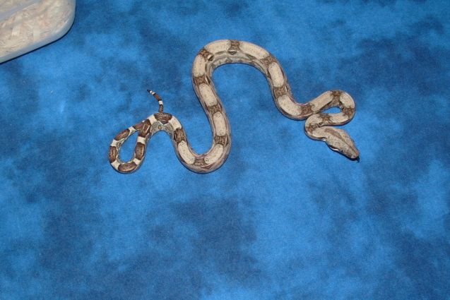 06 female het Anery poss het Albino 2