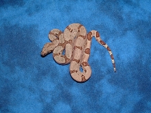 06 hypo het albino male 1