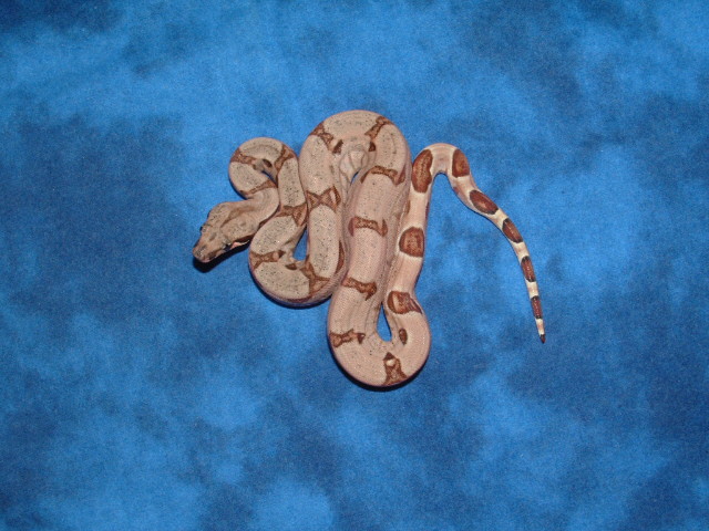 06 hypo het albino male 1