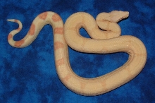 05 Albino poss het Stripe